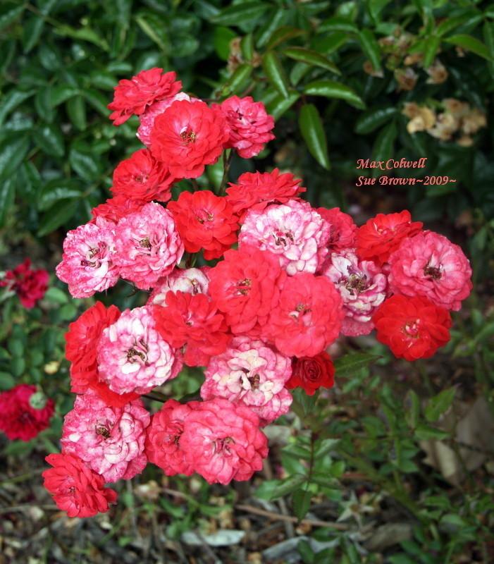 Rose (Rosa 'Max Colwell') in the Roses Database - Garden.org