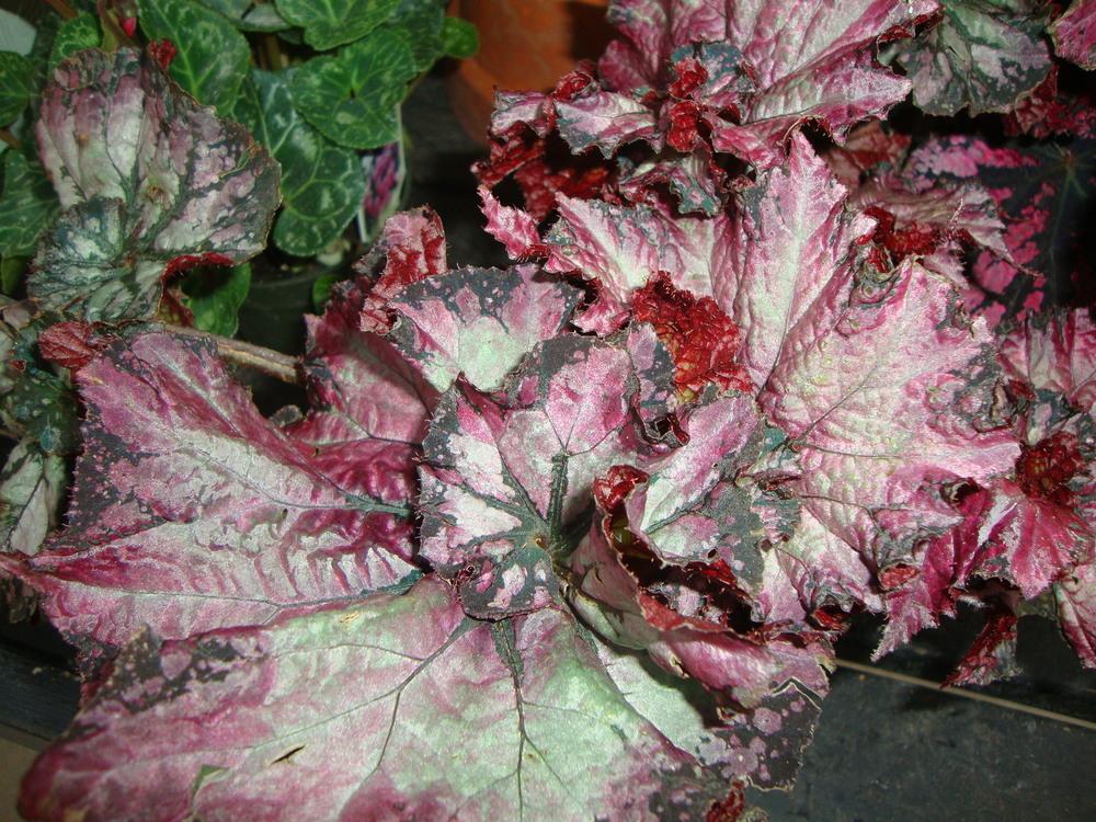 King Begonia (Begonia 'Raspberry Crush') in the Begonias Database ...