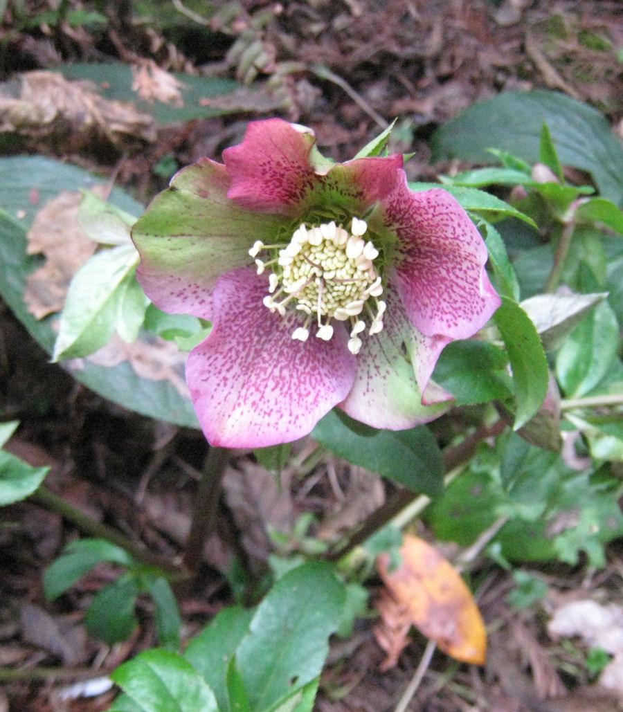 Hellebore (Helleborus 'Pine Knot Select Strain') in the Hellebores