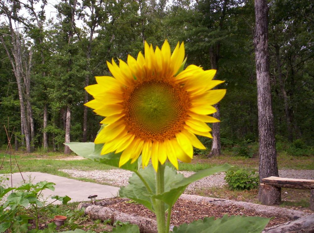 Photo of the bloom of Sunflower (Helianthus annuus 'Mammoth Russian