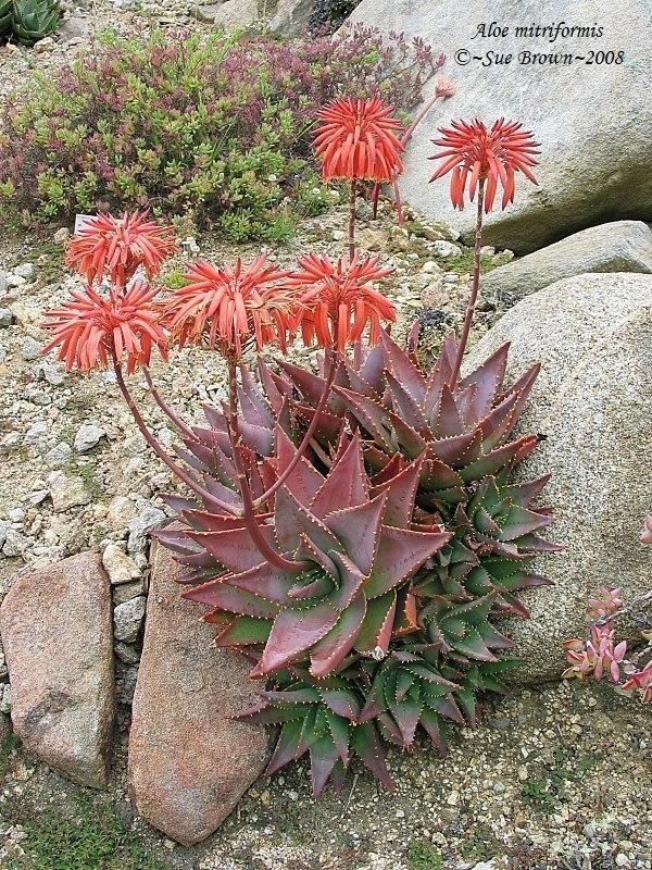 Photo of the entire plant of Mitre Aloe (Aloe perfoliata) posted by