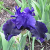 Date: 2009-05-22iowa