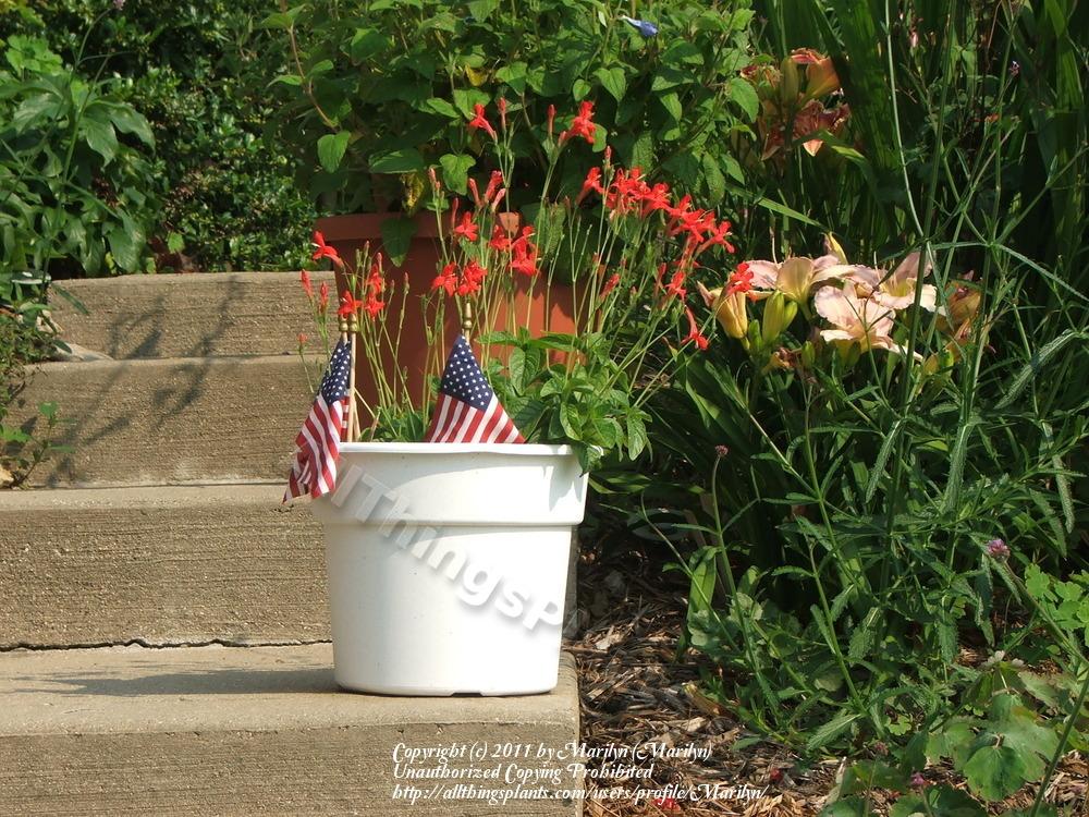 Photo of the entire plant of Ruellia elegans 'Ragin' Cajun' posted by
