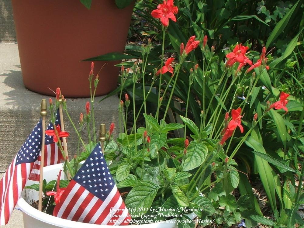 Ruellia elegans 'Ragin' Cajun'
