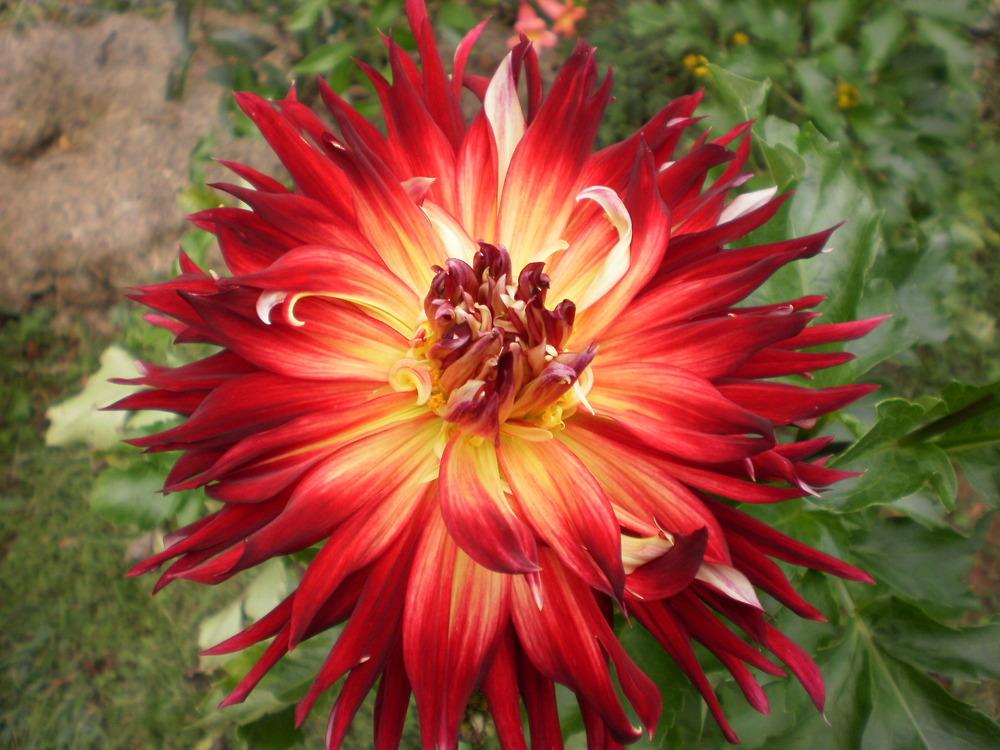 A DroughtTolerant Garden