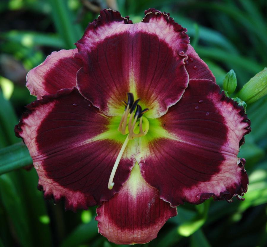 Photo of Daylily (Hemerocallis 'Bart Roberts') uploaded by Calif_Sue