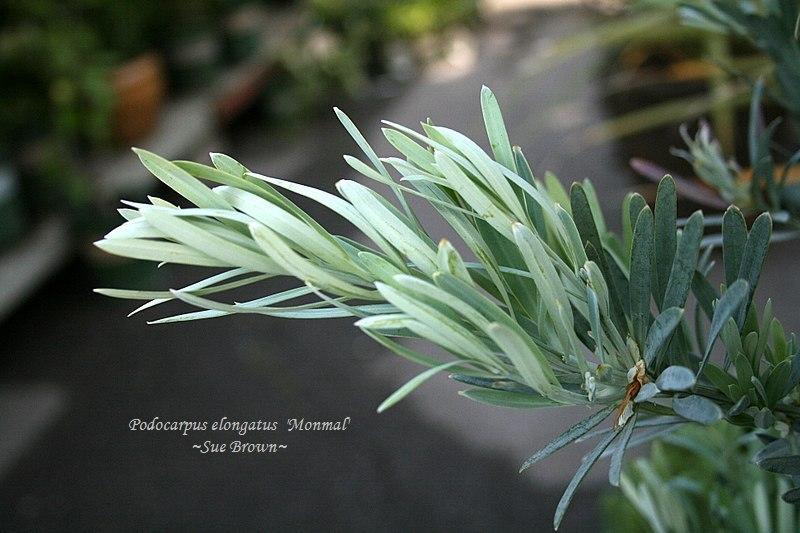 Photo of the leaves of Podocarpus (Podocarpus elongatus Icee Blue