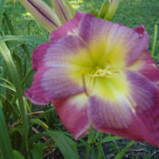 Posted with permission and photographed by Deb Carriker http://ww