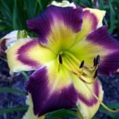 Location: Wayneboro MSDate: 2004-12-17