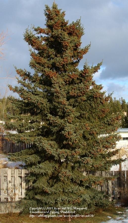 White Spruce (Picea glauca) in the Spruces Database