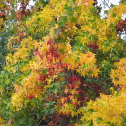 Location: My Property Sunset Zone 23 Sub-Tropical Southern California
Date: 2011-12-17