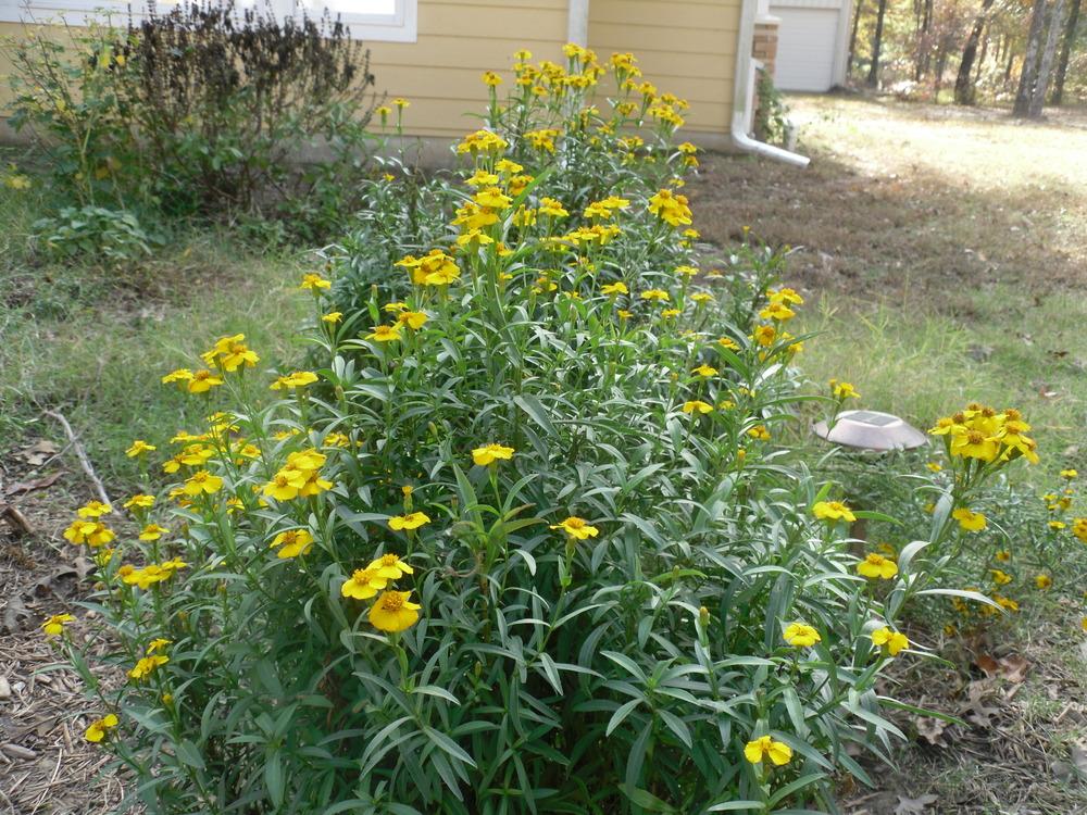 Mexican Mint Marigold