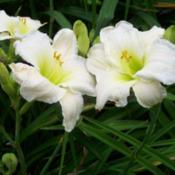 Posted with permission and photographed by Jim Healey h