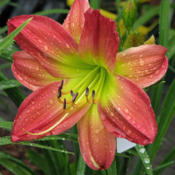 Posted with permission and photographed by Marianne Joordens http