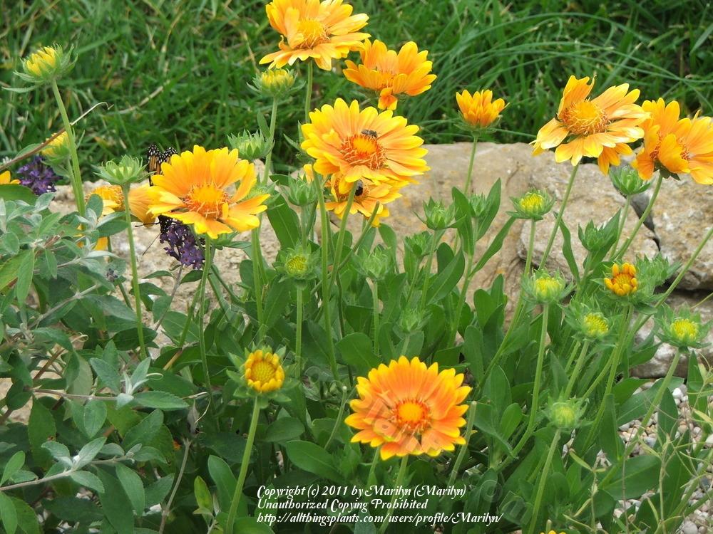 Photo of the closeup of buds, sepals and receptacles of Blanket Flower