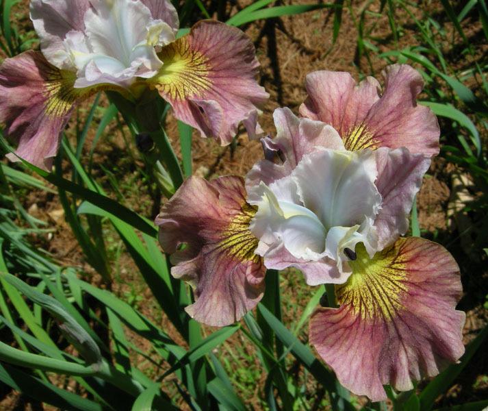 Photo of the bloom of Siberian Iris (Iris &lsquo;Painted Woman&rsquo;) posted by