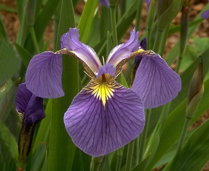 Species Iris (Iris setosa 'Tourist') in the Irises Database