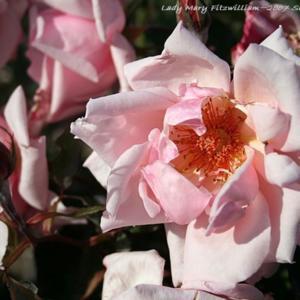 hybrid tea rose Lady Mary Fitzgerald