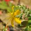 A large flower with a large boss of stamens, lovely!