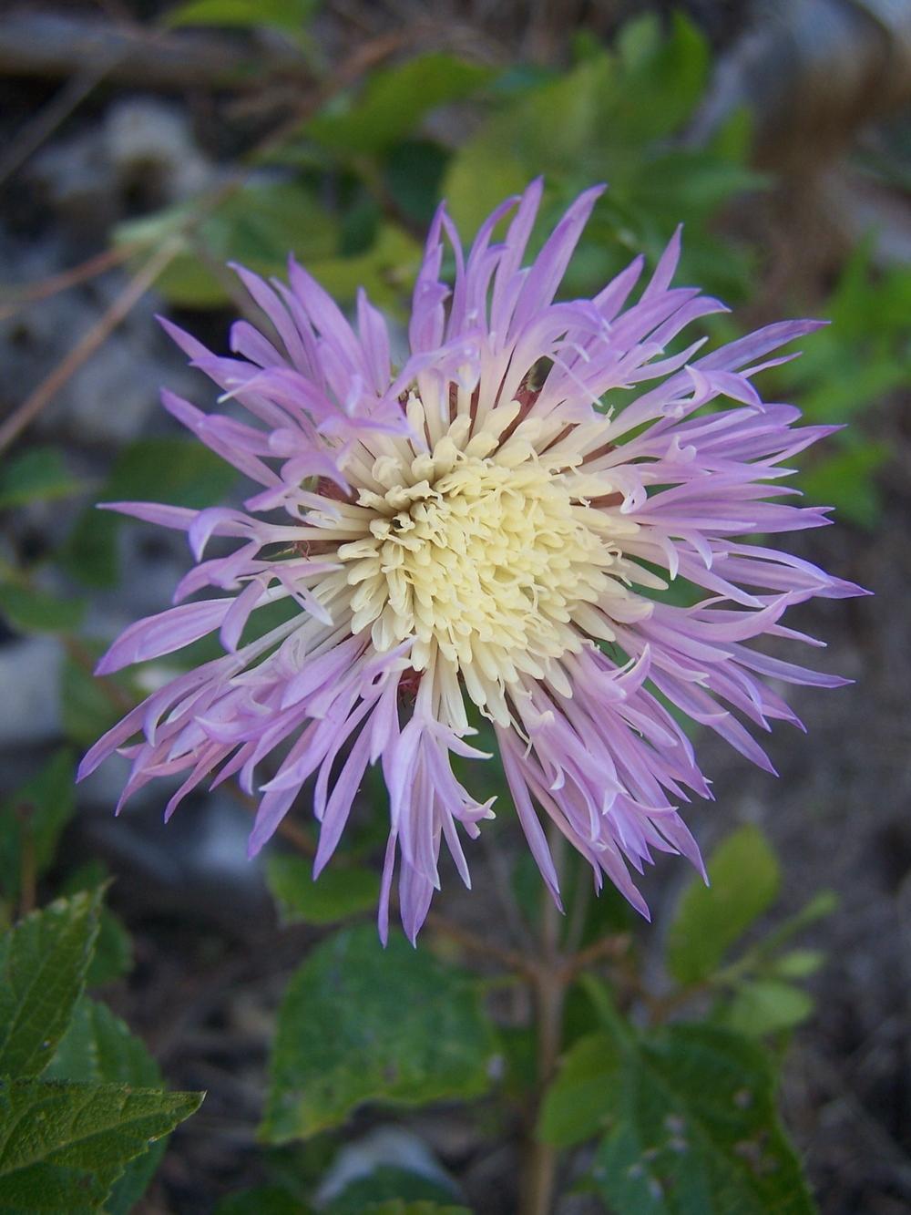 Photo of the bloom of American BasketFlower (Plectocephalus americanus