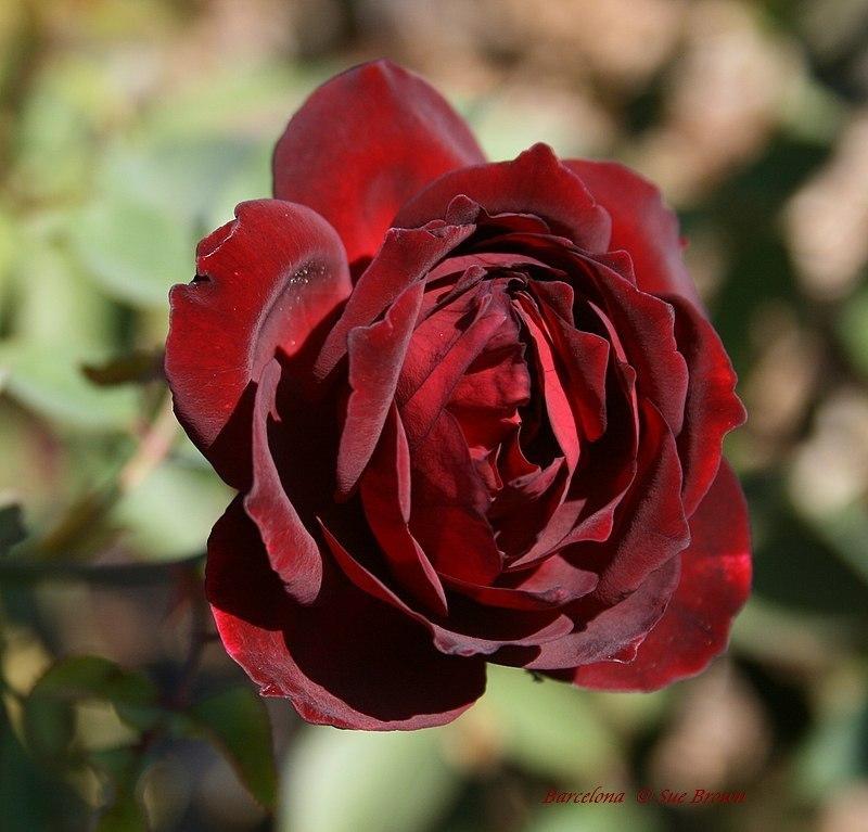 Rose (Rosa 'Barcelona') in the Roses Database