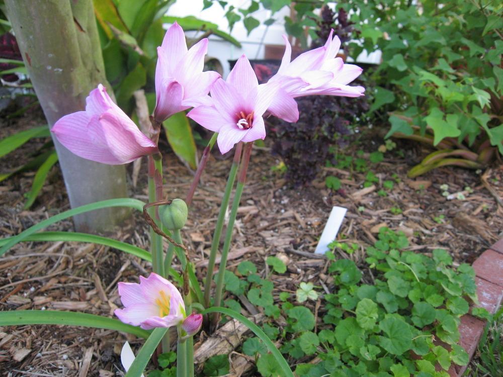 Rain Lily (Zephyranthes brachyandra) in the Rain Lilies Database
