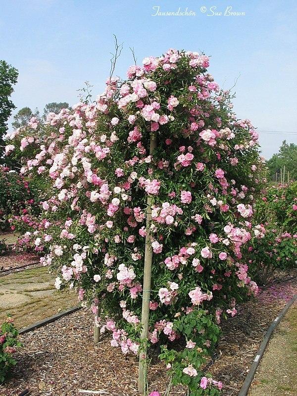 Photo of the entire plant of Rambling Rose (Rosa 'Tausendschon') posted