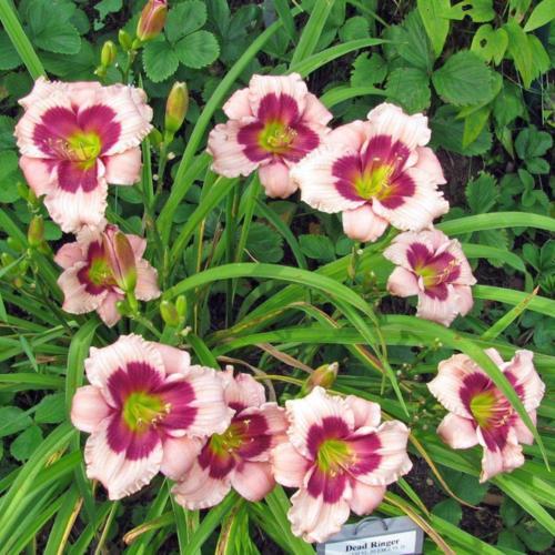 Daylily (Hemerocallis 'Dead Ringer') in the Daylilies Database