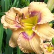 Location: Waynesboro MSDate: 2005-07-11