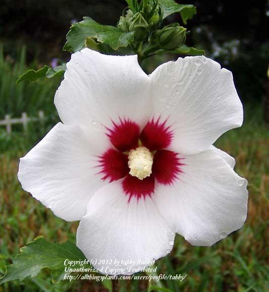 Dwarf Rose of Sharon (Hibiscus syriacus Lil Kim™) in the Roses of