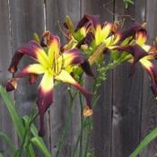 Date: 2008-05-16Posted with permission and photographed by Eddie Raye Andrews htt