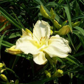 Posted with permission and photographed by Jim Healey h