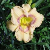 Posted with permission and photographed by Jan Wilson http://www.