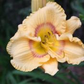 Date: 2009-04-16Posted with permission and photographed by Loris Garrett  http://