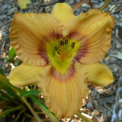 Posted with permission and photographed by Randy Griffin http://w