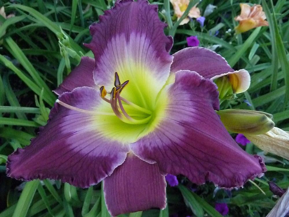 Photo of the bloom of Daylily (Hemerocallis 'The King is Coming