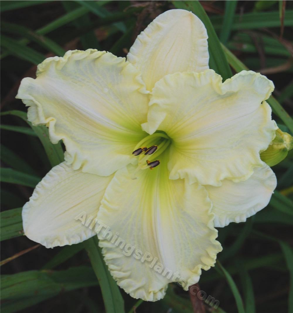 Daylily (Hemerocallis 'Snow upon Snow') in the Daylilies Database