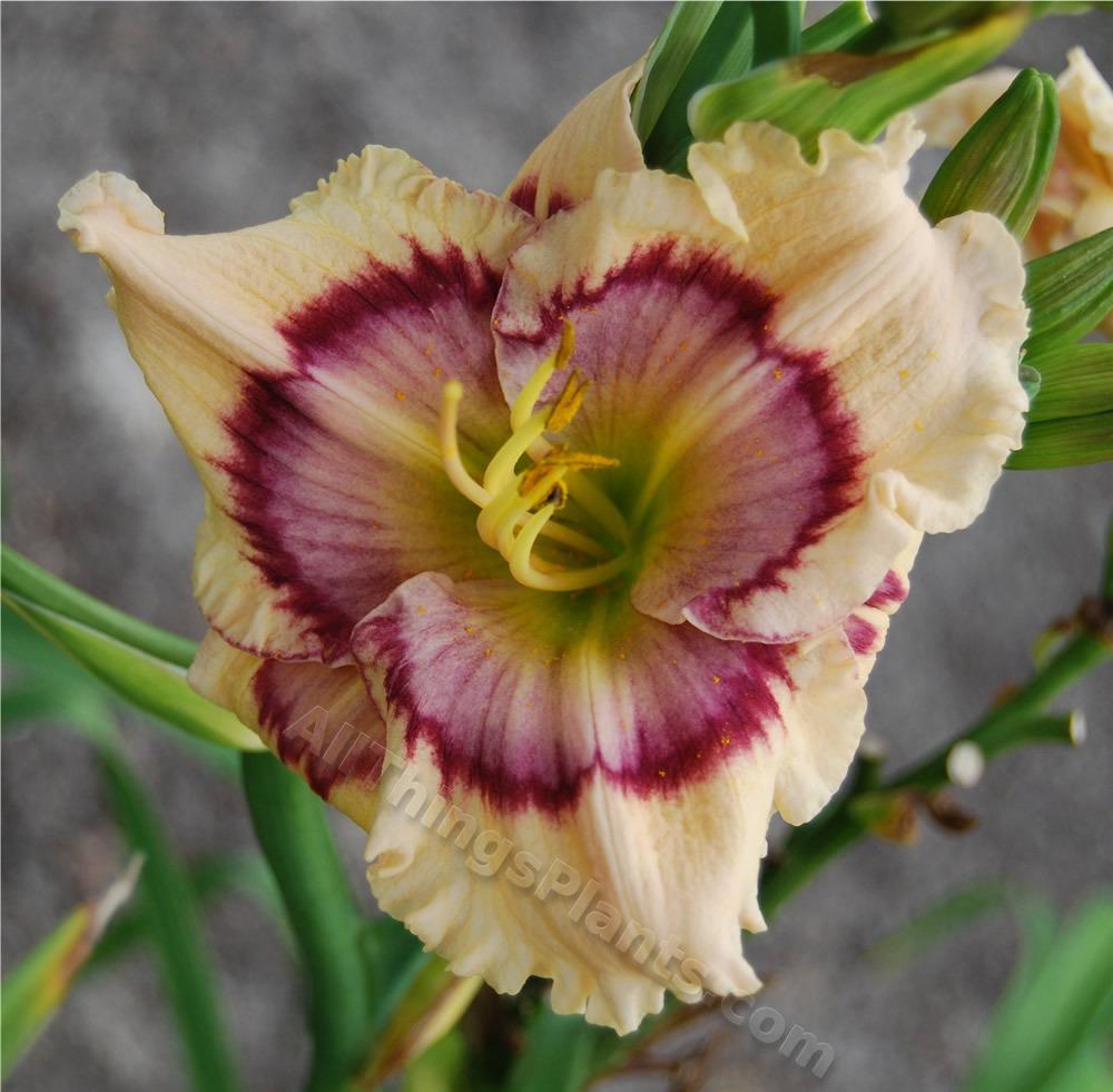 Daylily (Hemerocallis 'Butterfly Whimsy') in the Daylilies Database