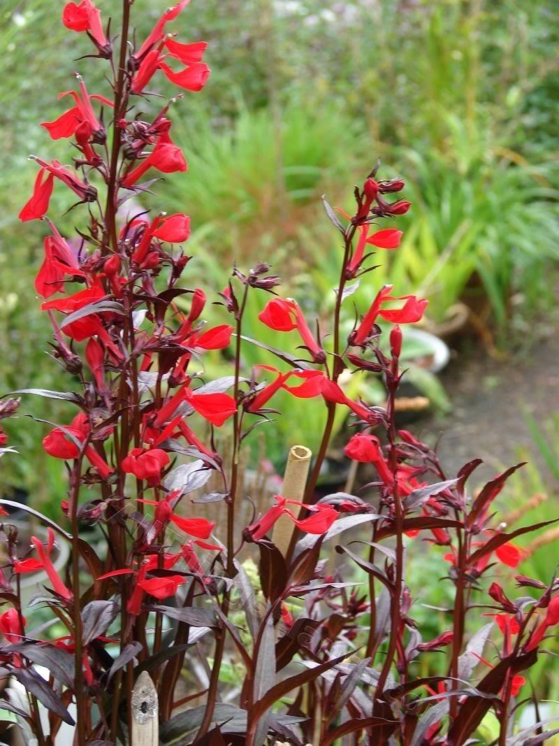 Photo of the entire plant of Cardinal Flower (Lobelia 'Queen Victoria