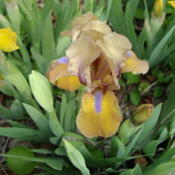 Location: In my Utah GardenDate: 2011-05-06A classic oldie