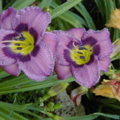 Date: 1999-07-01Image courtesy of Archway Daylily Gardens Used with permission