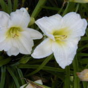 Date: 1999-07-01Image courtesy of Archway Daylily Gardens Used with per
