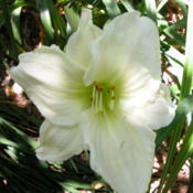 Date: 2003-07-12Image courtesy of Archway Daylily Gardens Used with per