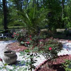 2012-01-15/Debbie/377623