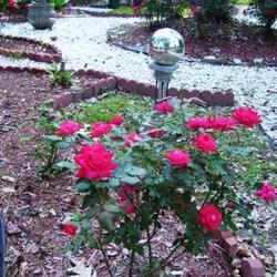 https://garden.org/pics/2012-01-15/Debbie/ab6acc.jpg