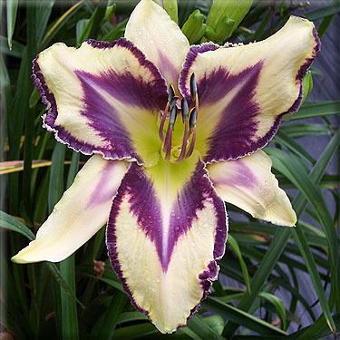 Photo of Daylily (Hemerocallis 'Purple Eyed Dragonfly') uploaded by vic