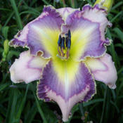 Image Courtesy of Art Gallery Gardens Used with Permission