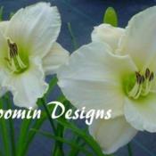 Image Courtesy of Bloomin Designs Nursery Used with Per