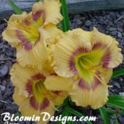 Image Courtesy of Bloomin Designs Nursery Used with Permission