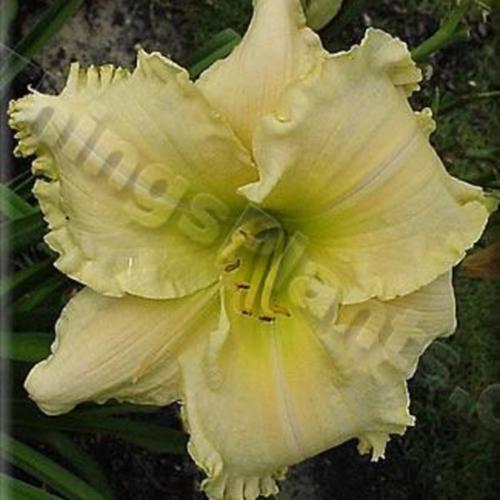 Daylily (Hemerocallis 'Touch of Frost') in the Daylilies Database